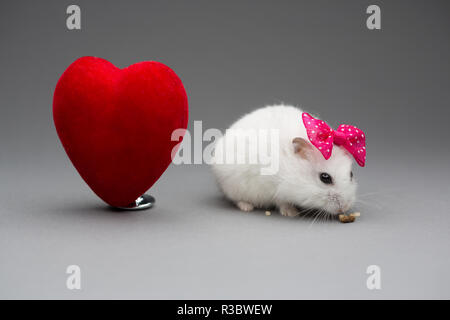 Hamster mignon fille avec noeud rose le Jour de Valentines sur fond gris Banque D'Images