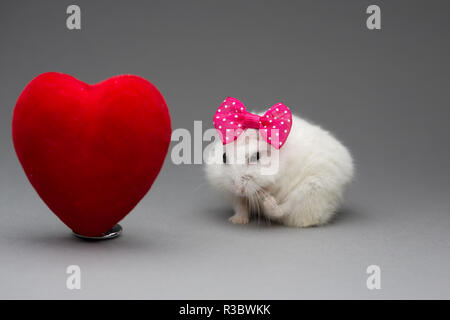 Hamster mignon fille avec noeud rose le Jour de Valentines sur fond gris Banque D'Images