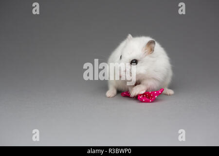 Hamster mignon fille avec noeud rose le Jour de Valentines sur fond gris Banque D'Images