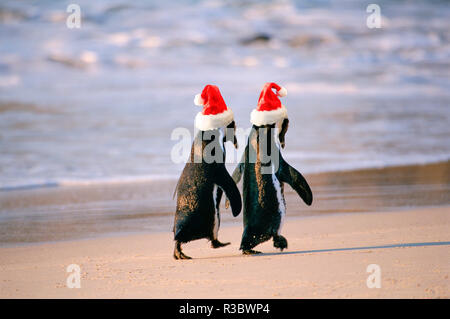 Pingouins africains (Spheniscus demersus) 'marche main dans la main' près de Capetown, Afrique du Sud. Le port de Santa Claus hats. Modifié numériquement l'image. Banque D'Images