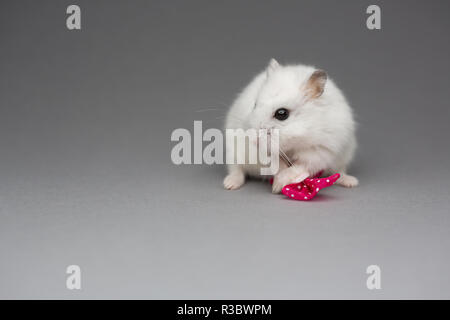 Hamster mignon fille avec noeud rose le Jour de Valentines sur fond gris Banque D'Images