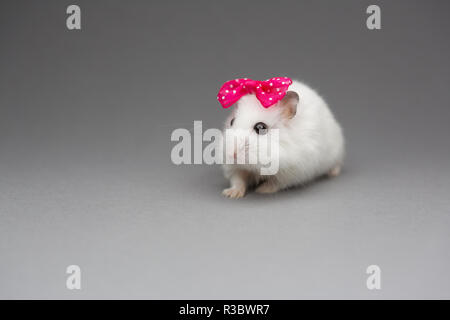 Hamster mignon fille avec noeud rose le Jour de Valentines sur fond gris Banque D'Images