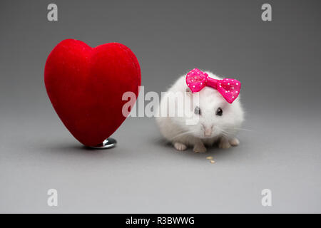 Hamster mignon fille avec noeud rose le Jour de Valentines sur fond gris Banque D'Images