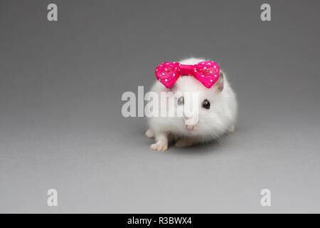 Hamster mignon fille avec noeud rose le Jour de Valentines sur fond gris Banque D'Images