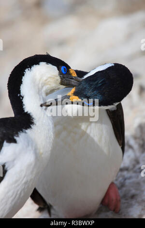 Blue-eyed shag famille, île Paulet, Antarctique Banque D'Images