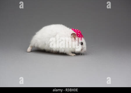 Hamster mignon fille avec noeud rose le Jour de Valentines sur fond gris Banque D'Images