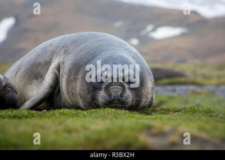 Éléphant de mer. Fortuna Bay, les îles de Géorgie du Sud. Banque D'Images