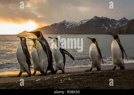 Lever du Soleil avec marching king penguins sur la plage de Saint Andrews Bay, les îles de Géorgie du Sud. Banque D'Images