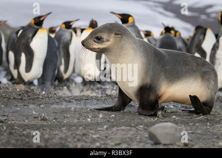 Bébé phoque avec le Roi des pingouins sur la plage de Saint Andrews Bay, les îles de Géorgie du Sud. Banque D'Images