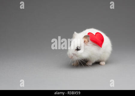 Hamster mignon fille avec coeur le Jour de Valentines sur fond gris Banque D'Images