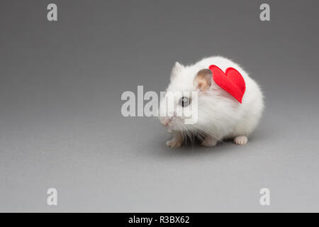 Hamster mignon fille avec coeur le Jour de Valentines sur fond gris Banque D'Images