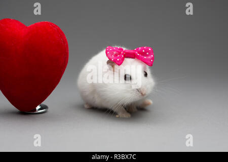 Hamster mignon fille avec noeud rose le Jour de Valentines sur fond gris Banque D'Images