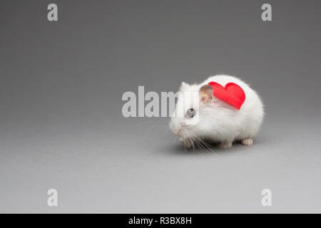 Hamster mignon fille avec coeur le Jour de Valentines sur fond gris Banque D'Images