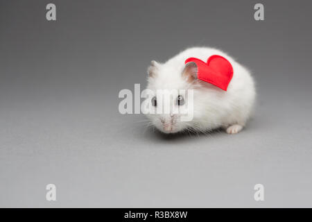 Hamster mignon fille avec coeur le Jour de Valentines sur fond gris Banque D'Images