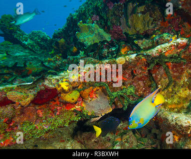 Sugar Wreck, Nord des Bahamas, des Caraïbes. Lit Queen angelfish (Holacanthus ciliaris) espèces envahissantes. Banque D'Images