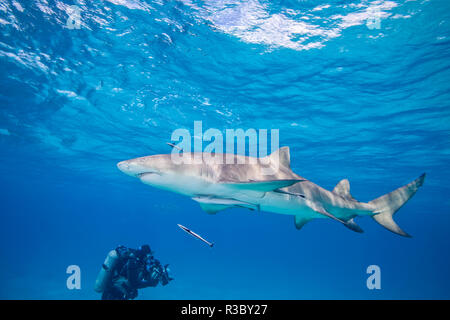 Le requin citron (Negaprion brevirostris), Nord des Bahamas, des Caraïbes Banque D'Images