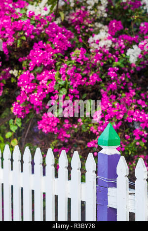 Saint Eustache. Oranjestad, fleurs de bougainvilliers Banque D'Images