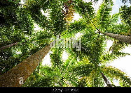 Saint Kitts et Nevis, Saint Kitts. Molineux, palm tree Banque D'Images