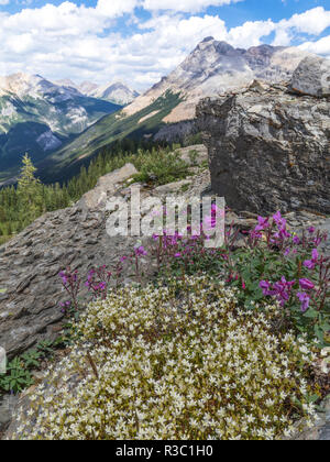 Le Canada, la Colombie-Britannique, l'East Kootenay Montagnes. Saxifrage à feuilles opposées et fireweed dans les montagnes. Banque D'Images