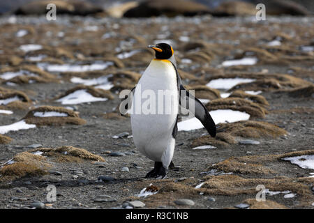 King Penguin fonctionne sur la plage de la plaine de Salisbury en Géorgie du Sud dans l'Antarctique Banque D'Images
