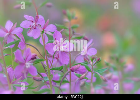 Le Canada, la Colombie-Britannique, chaîne Selkirk. La beauté de la rivière des fleurs de près. Banque D'Images