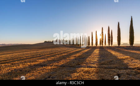 Paysage toscan avec une route bordée de cyprès et une ferme au lever du soleil, San Quirico d'Orcia, Val d'Orcia, Toscane, Italie Banque D'Images