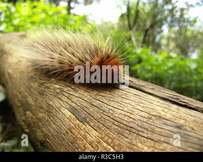 Brown hairy caterpillar sur branch au Swaziland Banque D'Images