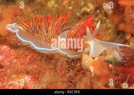 Hermissenda crassicornis opalescent Nudibranch (Saint), Lazerius île près de Sitka, Alaska, USA Banque D'Images