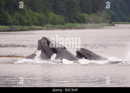 Sur une jambe (la bulle-net) nourrir les baleines à bosse (Megaptera novaeangliae), Inside Passage, Alaska, USA Banque D'Images