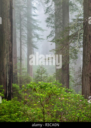 États-unis, Californie, Redwood Parcs nationaux et d'État. Rhododendrons en fleurs et de majestueux séquoias dans le brouillard Banque D'Images