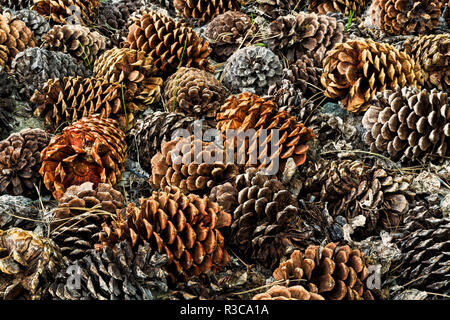 Cocottes sur le sol de l'ancienne bristlecone pine tree, White Mountains, en Californie. Pinus longaeva, Parc National du Grand Bassin Banque D'Images