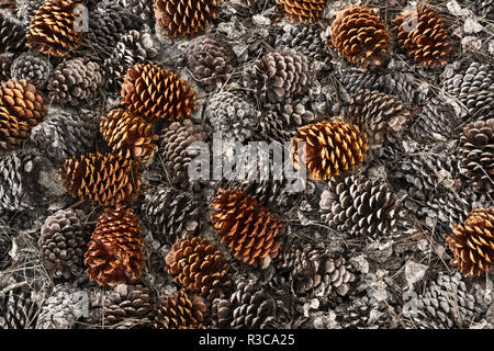 Cocottes sur le sol de l'ancienne bristlecone pine tree, White Mountains, en Californie. Pinus longaeva, Parc National du Grand Bassin Banque D'Images