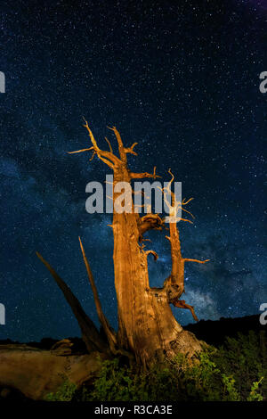 Ancient Bristlecone Pine Tree et les étoiles de la Voie lactée dans le ciel nocturne, près de Bishop, en Californie. Le Parc National du Grand Bassin Banque D'Images