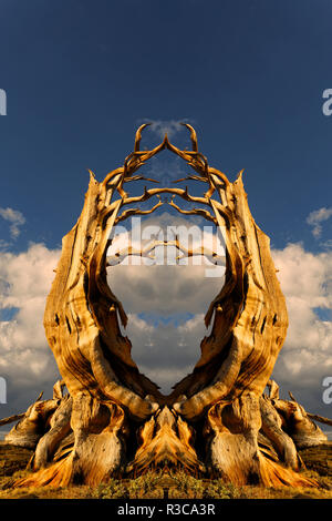 En miroir et renversé l'ancienne bristlecone pine tree au coucher du soleil, les montagnes Blanches, comté d'Inyo, en Californie. Pinus longaeva, Parc National du Grand Bassin Banque D'Images