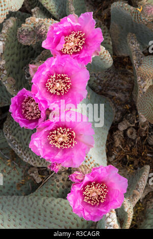 La Californie. La queue de castor, cactus Opuntia basilaris, les fleurs d'un rose brillant au printemps, le parc national Joshua Tree. Banque D'Images