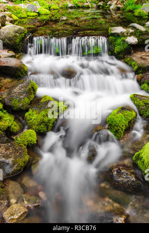 Fern Printemps, Yosemite National Park, California, USA Banque D'Images