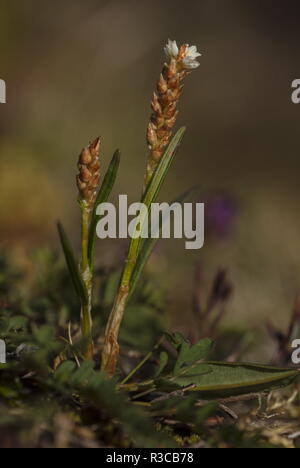 La bistorte Alpine, Persicaria vivipara, de fleurs et de bulbilles. La viviparité. Banque D'Images