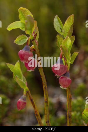 La myrtille, Vaccinium myrtillus, en fleurs au printemps. Banque D'Images