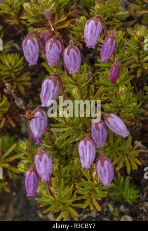 Phyllodoce caerulea Blue, Heath, en fleurs. Très rare au Royaume-Uni. Banque D'Images