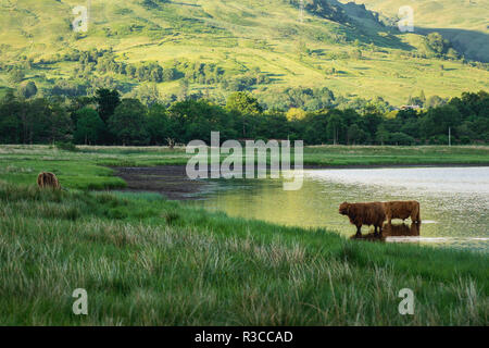 Highland cattle sont une race bovine écossais. Ils ont de longues cornes et de long, laineux, ondulé des manteaux qui sont de couleur noire, marron, jaune, blanc, gris, 'Si Banque D'Images