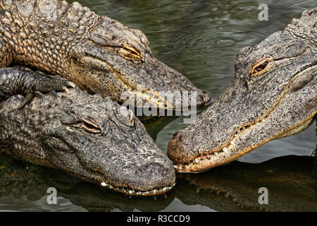 Alligator mississippiensis, Alligator, Gatorland, Orange County, Floride, près d'Orlando Banque D'Images