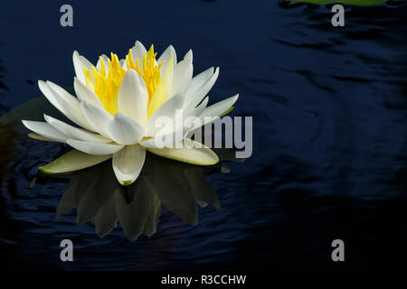Nénuphar blanc américain, Nymphaea odorata, Cruickshank Sanctuary, en Floride. Banque D'Images
