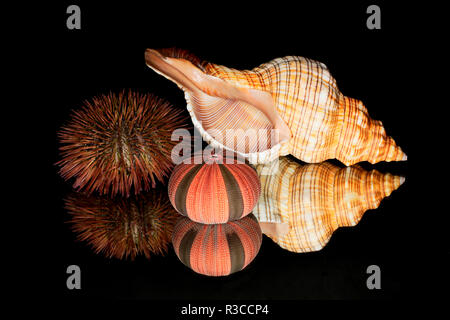 Urchin et seashell réflexion, en Floride. Banque D'Images