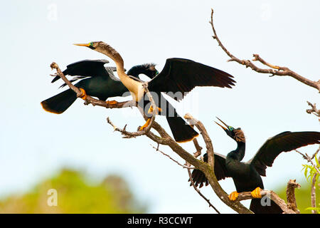 USA, Floride, Venise. Audubon Rookery, les mâles sur les femmes de lutte contre l'anhinga Banque D'Images