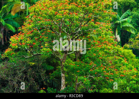 African Tulip Tree et végétation luxuriante sur la côte Hamakua, la Big Island, Hawaii, USA Banque D'Images