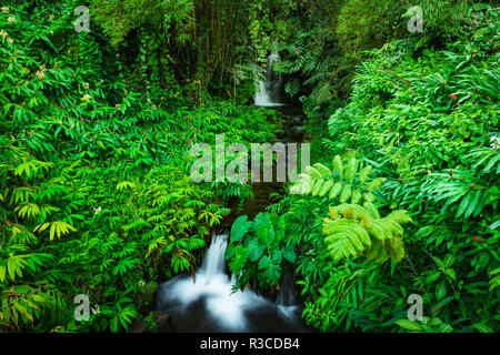 Jungle stream, Akaka Falls State Park, le Big Island, Hawaii, USA Banque D'Images