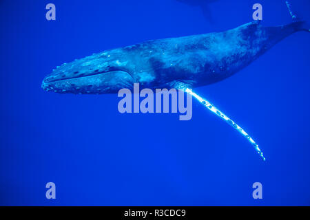 Les baleines à bosse (Megaptera novaeangliae), l'océan Pacifique près de Kona, Big Island, Hawaii Banque D'Images