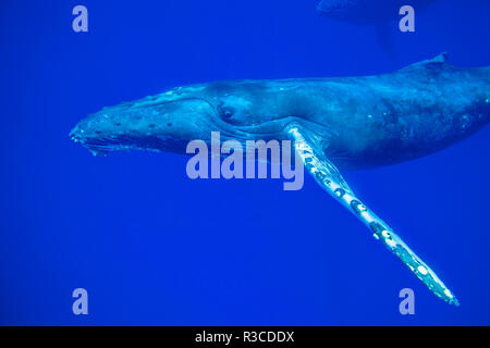 Les baleines à bosse (Megaptera novaeangliae), l'océan Pacifique près de Kona, Big Island, Hawaii Banque D'Images