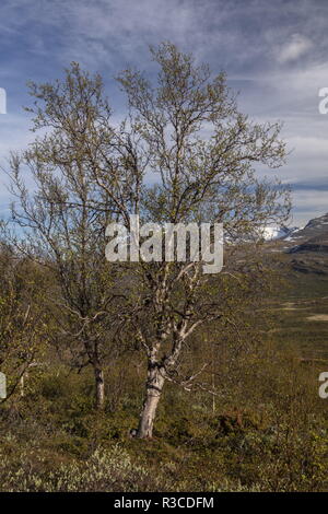 Arctic bouleau pubescent (Betula pubescens var. pumila, au-dessus de l'Arctique, Abisko en Suède. Banque D'Images