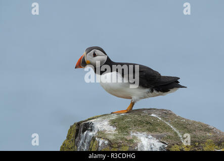 Macareux moine, Iles Farne, Northumberland Banque D'Images